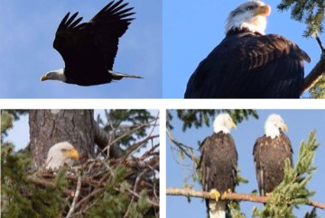 Pictures of Eagles