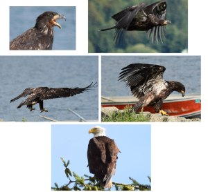 Young eagle