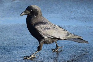 Crow