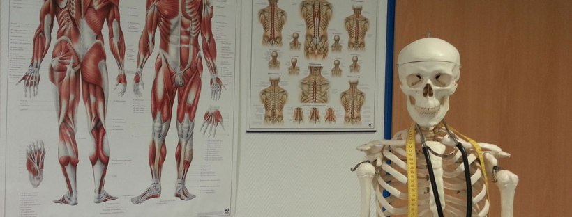 Skeltte und Zeichnungen der Müskeln